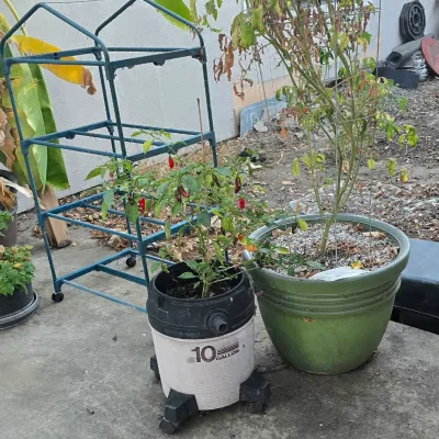 Sale Photo Thumbnail #35: Selection of outdoor garden items, including potted pepper and tomato plants—one repurposed inside a Shop-Vac canister—and a metal plant stand frame.