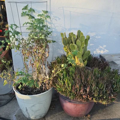 Sale Photo Thumbnail #92: Potted plants featuring a caged tomato plant in a white plastic planter alongside a large potted bunny ears cactus surrounded by aloe-like succulents.