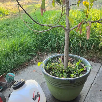 Sale Photo Thumbnail #88: Potted young avocado tree in a green planter alongside a Roundup backpack chemical sprayer on a concrete patio.