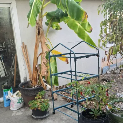 Sale Photo Thumbnail #34: Outdoor patio collection featuring potted plants including a tall banana tree, a blue metal shelving frame on casters, and a repurposed shop vacuum base used as a planter.