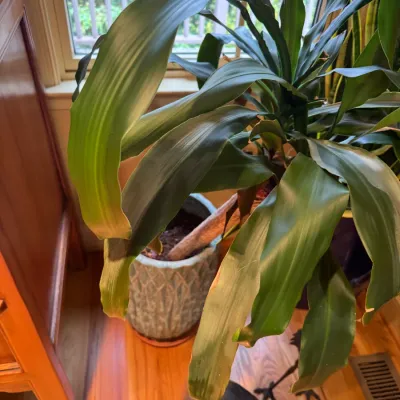 Large potted corn plant (Dracaena fragrans) in a light blue textured ceramic planter, shown standing indoors by a window.