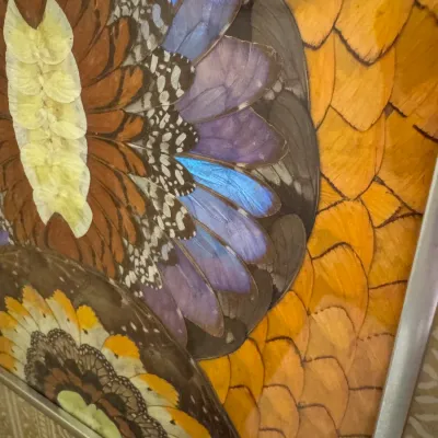 Intricate framed butterfly wing mosaic art featuring iridescent blue, orange, brown, and yellow wings arranged in circular and...