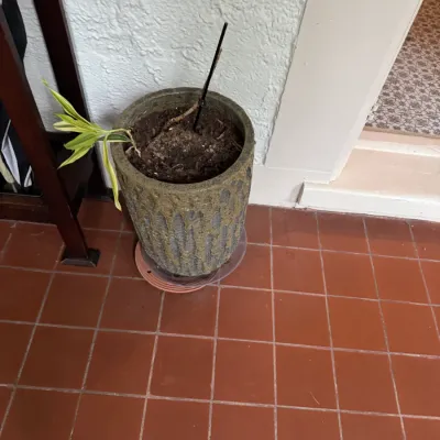 Textured ceramic floor planter with a dripped glaze finish, containing a small houseplant and plastic saucer.