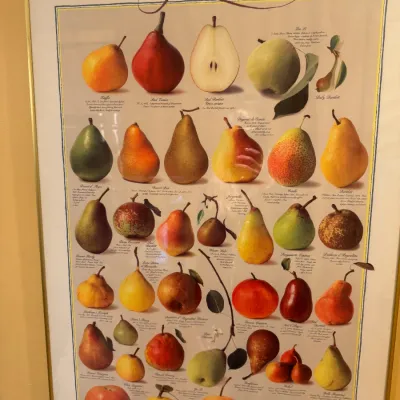 Framed botanical pear varieties poster in a thin gold-tone metal frame.