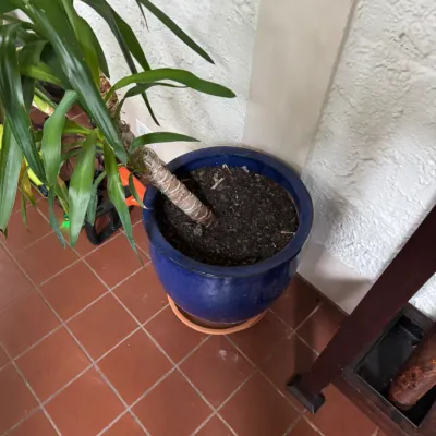 Potted yucca cane plant featuring lush green foliage, set in a deep blue glazed ceramic planter with a terracotta saucer.