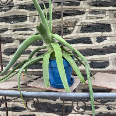 Large aloe vera plant potted in a glazed cobalt blue ceramic planter, displayed on a wrought iron baker's rack.