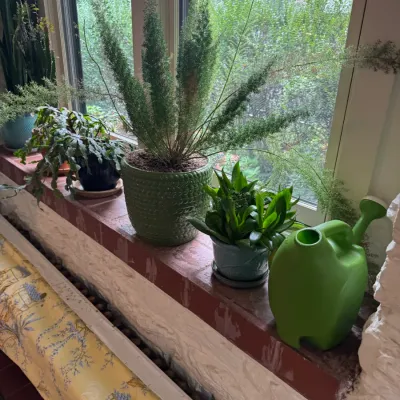 Collection of potted houseplants, including a large foxtail fern in a textured green ceramic planter, lining a sunlit window sill...