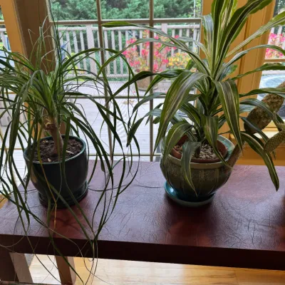 Two potted houseplants, including a ponytail palm and a striped dracaena, sitting in glazed ceramic planters on a wooden surface.