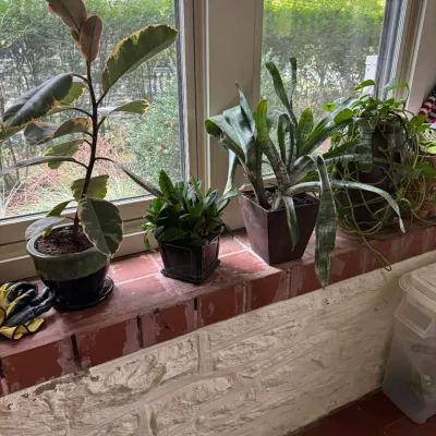 Collection of potted houseplants, including a variegated rubber plant, snake plant, and trailing pothos, arranged along a sunroom window...