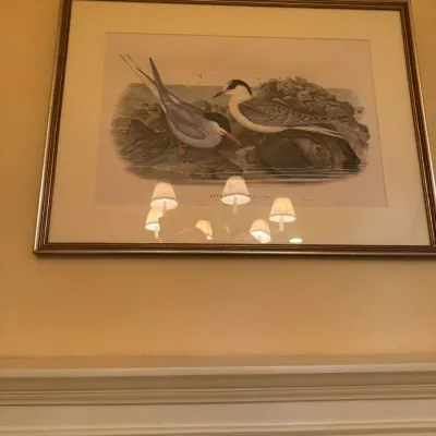Framed John James Audubon ornithological illustration print depicting terns, presented under glass in a metallic frame.