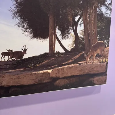 Frameless photographic wall print depicting Nubian ibex in a natural landscape setting.