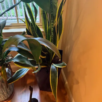 Tall potted snake plant featuring variegated green and yellow leaves, housed in a dark square planter next to a window.