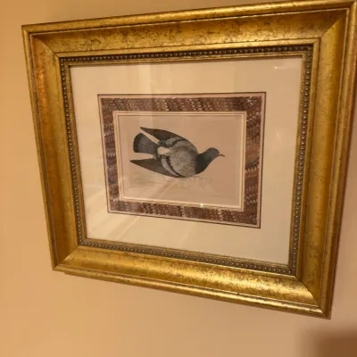 Framed ornithological bird print featuring double matting with marbled paper inlay and an ornate gilded gold frame.