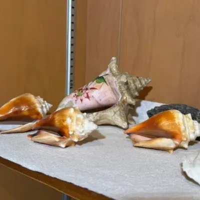 Sale Photo Thumbnail #125: Collection of decorative seashells, including three polished fighting conches and a large hand-painted conch shell featuring a floral motif.