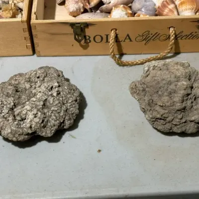 Sale Photo Thumbnail #382: Pair of large, textured rough mineral specimens or coral fossils displayed in front of wooden shell collection boxes.