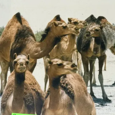 Sale Photo Thumbnail #128: Framed photograph depicting a herd of camels in a desert landscape.