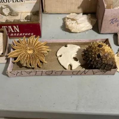 Sale Photo Thumbnail #381: Collection of dried marine specimens, including a multi-armed starfish, a keyhole sand dollar, a dried pufferfish, and additional sand dollars in vintage boxes.