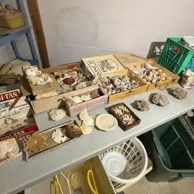 Sale Photo Thumbnail #380: Large collection of sea shells, sand dollars, and vintage cigar boxes displayed on a folding table.