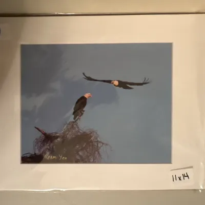 Matted wildlife photograph by Norm Yeo depicting two bald eagles near a nest, measuring 11x14 inches.