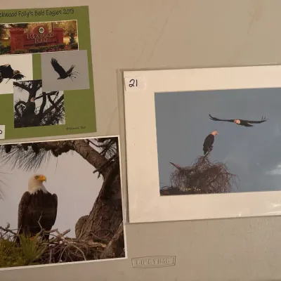 Trio of bald eagle nature photographs by Norm Yeo, including an 11x14 matted print, an 8.5x11 photo, and an 8x10 collage.