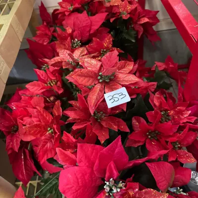 Collection of artificial red poinsettia flowers with gold glitter accents for holiday decor.