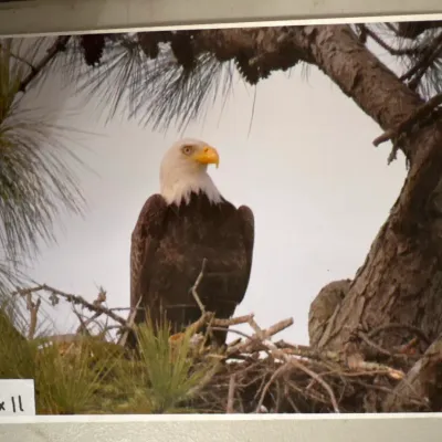 8.5x11 unframed photograph depicting a bald eagle perched in a pine tree nest.