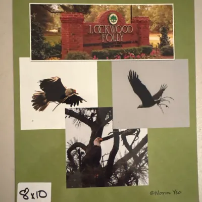 Framed 8x10 photo collage titled "Lockwood Folly's Bald Eagles 2013" by Norm Yeo, featuring images of eagles and the...
