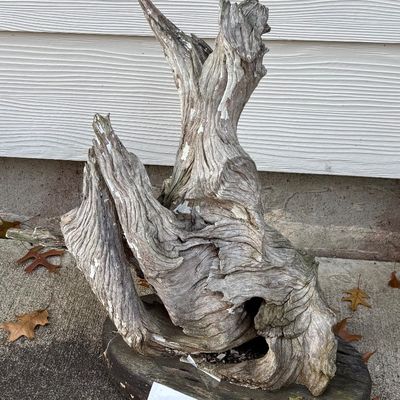 driftwood mounted