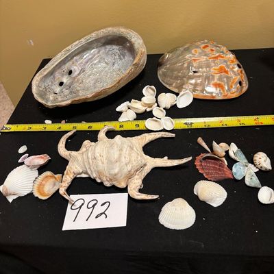 Vintage Seashell Lot
