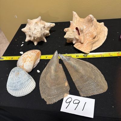 Sea Shell Lot