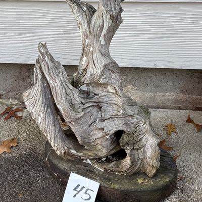 driftwood mounted