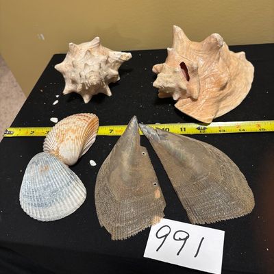 Sea Shell Lot
