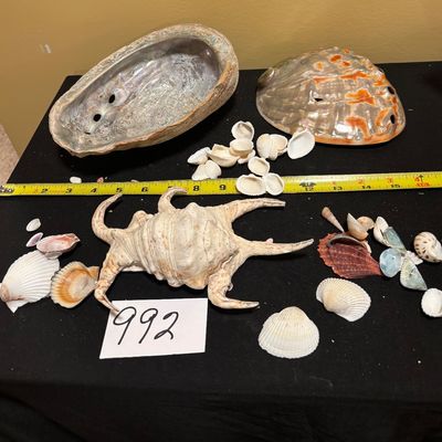 Vintage Seashell Lot