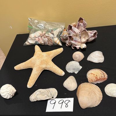 Seashell Lot