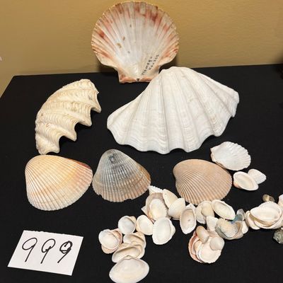 Seashell Lot
