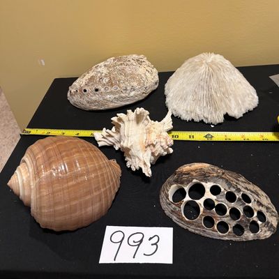 Seashell Lot
