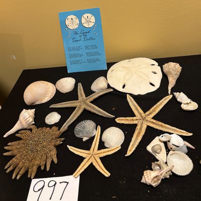 Seashell Lot