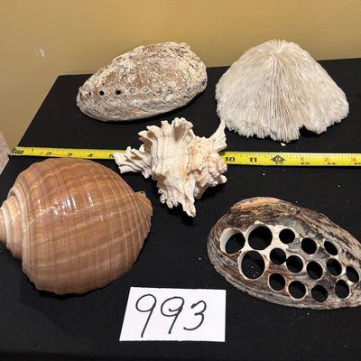 Seashell Lot