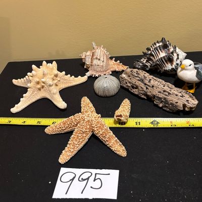 Seashell Lot