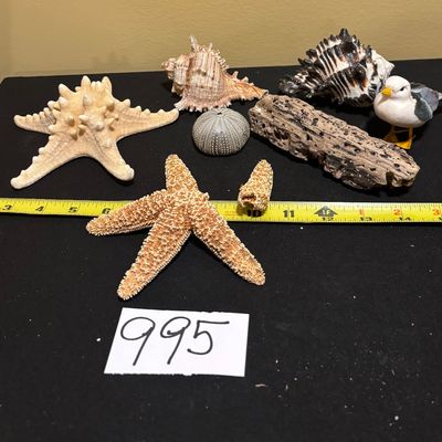 Seashell Lot