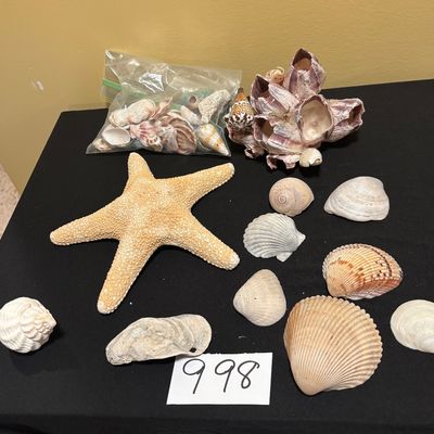 Seashell Lot