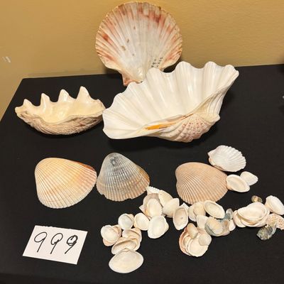 Seashell Lot