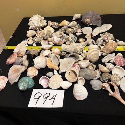 Seashell Lot