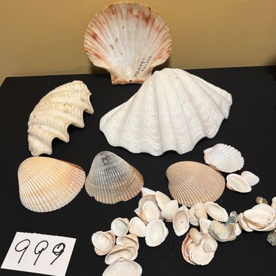 Seashell Lot