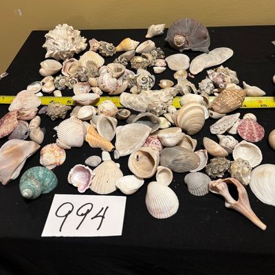 Seashell Lot