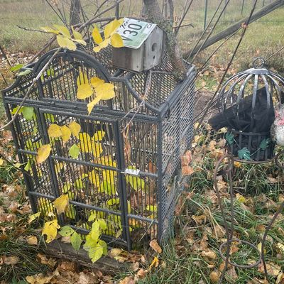 Sale Photo Thumbnail #170: Large dark metal birdcage used as garden decor, topped with a wooden birdhouse and license plate roof fragment.