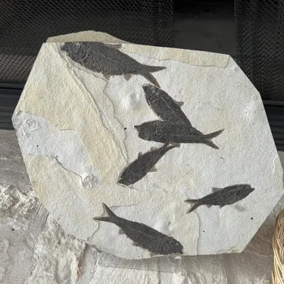 Sale Photo Thumbnail #46: Large multi-specimen fish fossil plaque