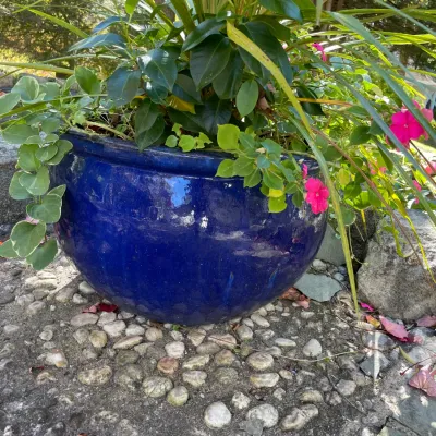 Sale Photo Thumbnail #20: Large Cobalt blue glazed ceramic rounded garden planter, filled with mixed live foliage and pink flowering plants.