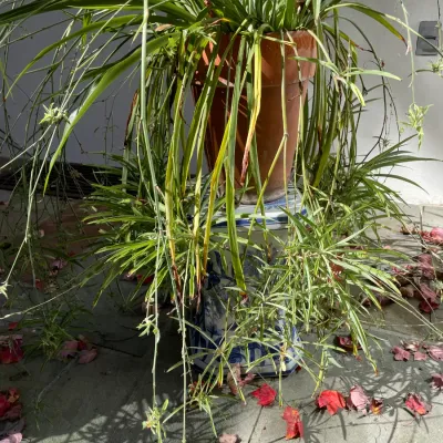 Sale Photo Thumbnail #25: Large potted spider plant with trailing offshoots in a terracotta planter, displayed on a blue and white ceramic garden stool.