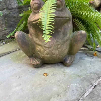 Sale Photo Thumbnail #11: Weathered concrete frog garden statue featuring embossed floral details on the chest, positioned in front of a fern planter.